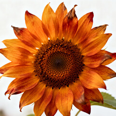 Autumn Sunflower with Orange and Yellow Petals Isolated on White Background
