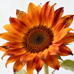 Autumn Sunflower with Orange and Yellow Petals Isolated on White Background