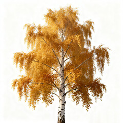 Golden Autumn Birch Tree on White Background