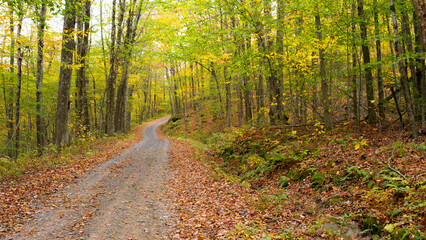 Fototapeta premium Single lane country road in autumn, through a forest. Fallen leaves line the road. Beautiful autumn leaf color, lonely road through silent forest. Catskill Mountain area, New York State.