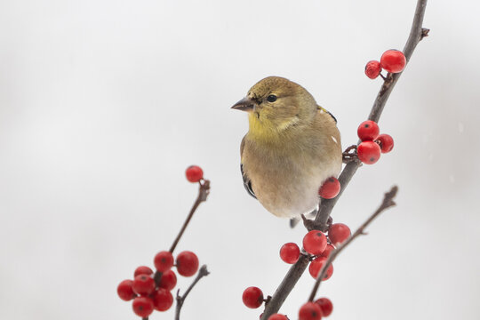 American Goldfinch (Spinus tristis) perched on winterberry holly on a snowy day in winter. 