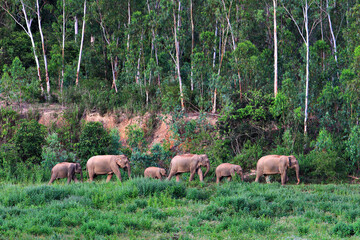 Happy Wild Elephants Family at Kui buri National Park © kosin_sukhum