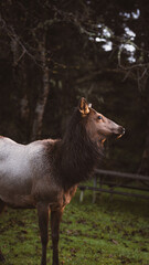 Fototapeta premium Deer