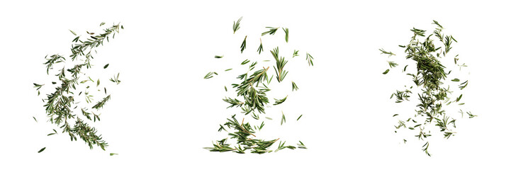 Rosemary sprigs and leaves falling isolated on a transparent background