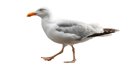 Fototapeta premium White Seagull Walking with Orange Beak isolated on a transparent background