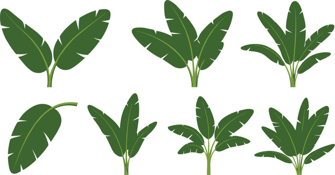 Banana plant vector collection with lush green tropical leaves for jungle, nature, summer, and eco friendly design projects