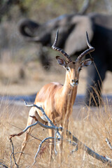 Impala antelope in front of African Elephant in Kruger National Park South Africa RSA