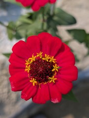 Closeup of vibrant red flower with yellow center petals
