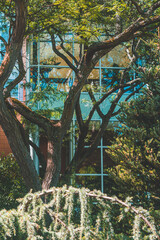 Fototapeta premium tree in the park