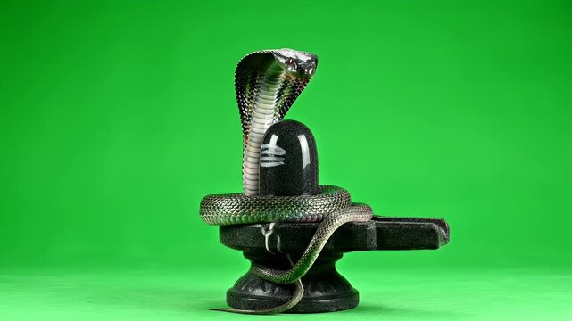 Maha Shivratri Cobra Snake Vasuki Around Shivling on Green Screen Background