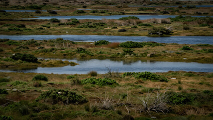 Marshland at low tide