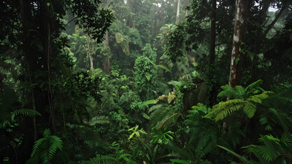 Lush Rainforest Scenery