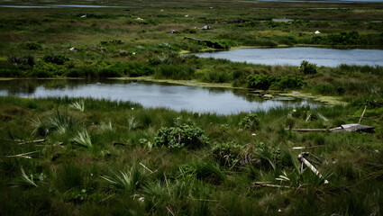 Marshland with pond