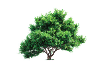 Fototapeta premium Lush green deciduous tree with dense foliage and textured bark on black background leaves branches