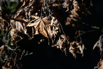Closeup of dried dead leaves on maple tree, Acer Palmatum, on a sunny winter day, seasons changes, as a nature background

