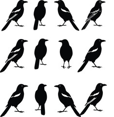 Obraz premium Set of black bird silhouettes in different standing poses, minimal wildlife shapes, decorative nature vector illustration