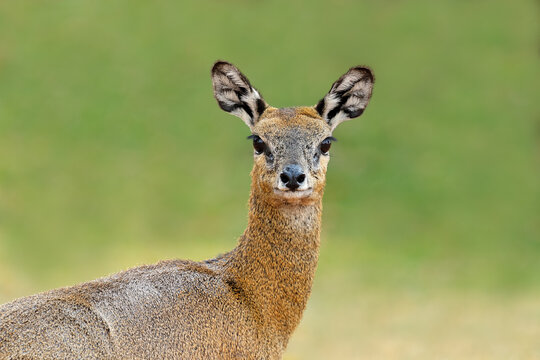 Portrait of an alert female klipspringer antelope (Oreotragus oreotragus), South Africa
