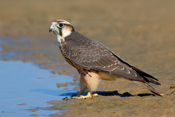 Fototapeta premium A lanner falcon (Falco biarmicus) at a waterhole, Kalahari desert, South Africa