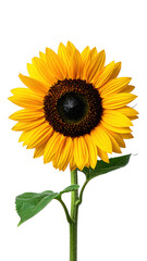 Obraz premium Bright yellow sunflower with green stem and leaves in full bloom. Isolated on transparent background.