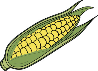 Organic yellow corncobs with fresh green leaves vector