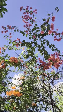 Bugambilias rosas y naranjas con hojas verdes contra un cielo azul claro, captadas desde un &aacute;ngulo bajo con luz natural