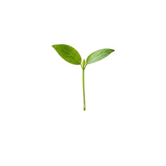 Obraz premium Emerging plant sprout isolated on white background
