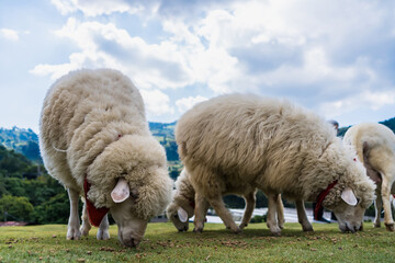 Naklejka premium White sheep with thick wool grazing on green grass in a field with trees and hills in the background