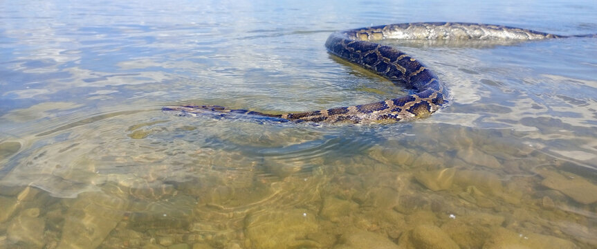 Large python swims in shallow, clear water, over a rocky bottom. Its patterned body is partially submerged, its head just slightly protruding above the surface.