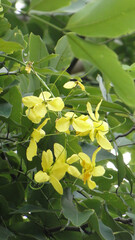 Obraz premium Khoun Flower