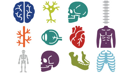 A colorful illustration of various human body parts and organs in a medical context