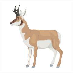 Fototapeta premium Detailed vector illustration of a springbok antelope standing in side view. African wildlife mammal with distinctive curved horns and brown white fur, isolated on white background. Suitable for nature