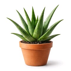 Aloe Vera Plant in Pot Isolated on White Background