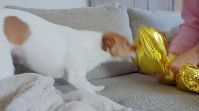 Woman playing with dog on couch. Jack Russell terrier pulling golden balloon, playing tug of war with owner at home. Person has fun with active pet