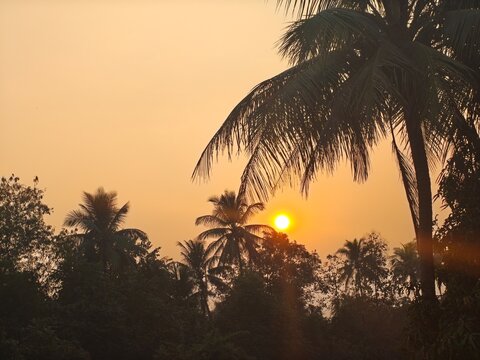 palm trees at sunset