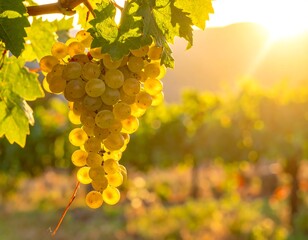A sunlit bunch of white grapes hanging from a vine