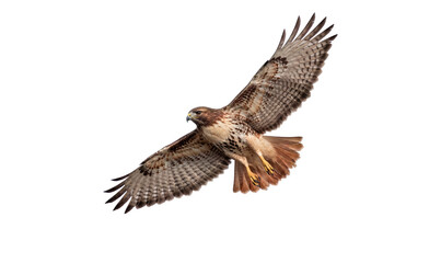 Fototapeta premium Red tailed hawk flying isolated on white background, png