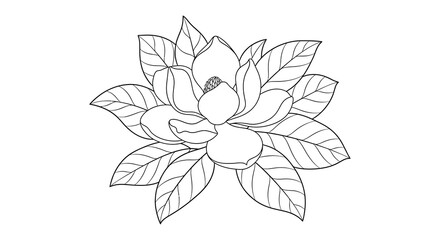 A delicate black and white illustration showcases a blossoming magnolia flower with detailed petals and leaves radiating natural elegance © nhpvect02