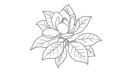 A delicate black and white line drawing depicts a blooming magnolia flower with detailed petals and leaves © nhpvect02
