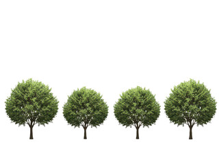 Obraz premium Set of four green deciduous trees with lush foliage, standing in a row on a transparent background