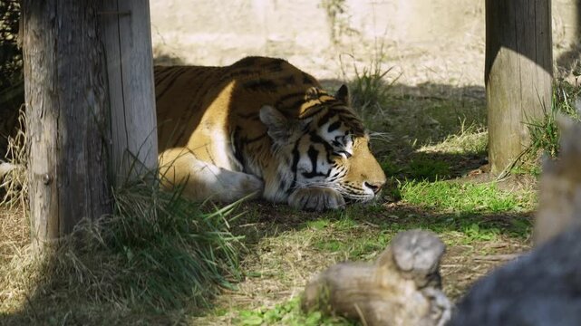 A Tiger and its afternoon nap
