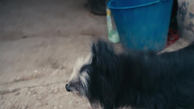 A small, scruffy dog with long fur looking directly at the camera with a charming and expressive face. Its wide eyes and open mouth form a joyful, unmistakable smile.