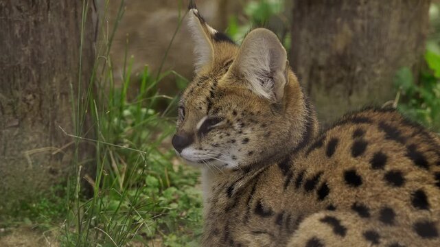 Close Up of a Serval Cat looking around