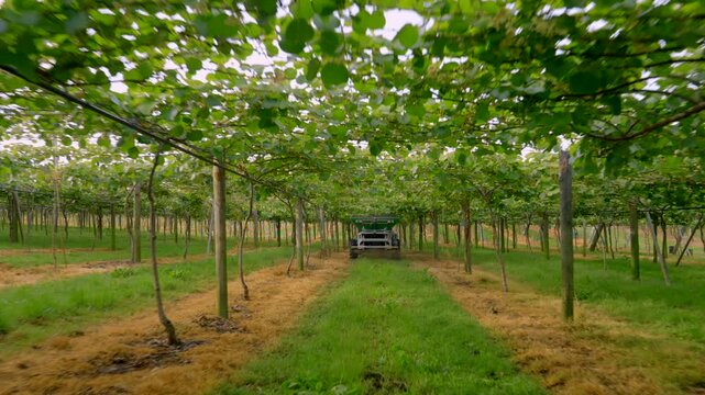 Tractor under vines spreading fertiliser on kiwi fruit trees. Lush New Zealand orchard. Kiwi Fruit. grapes.