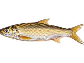 Fototapeta premium Realistic illustration of a fish with golden scales isolated on transparent background