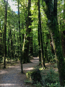 Gravel pathway through lush forest in South Island, New Zealand