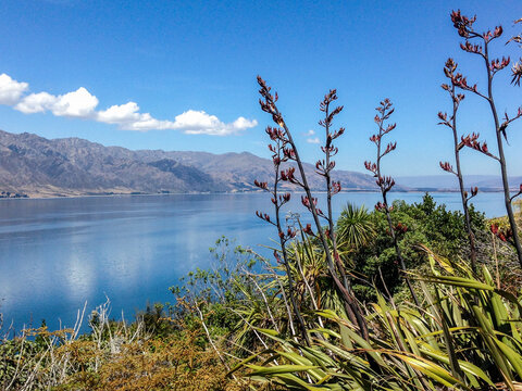 Flax flowers and view of lake, mountains, and shoreline from The Neck.