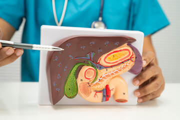 Liver with gallbladder, pancreas spleen and duodenum, Asian doctor holding human model.