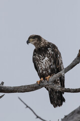 Juvenile bald eagle clinging on a tree branch
