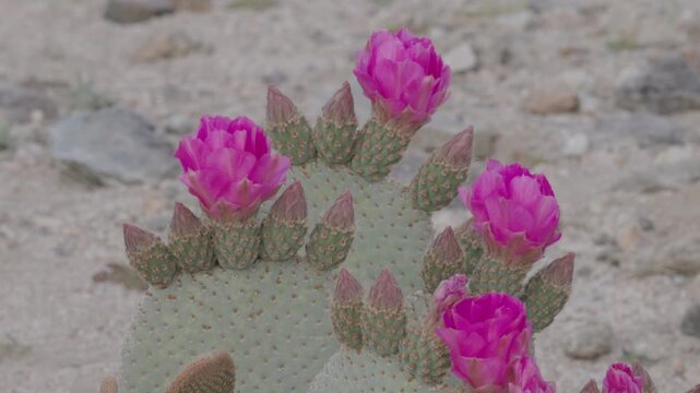 a tilt up clip of pink flowers on a beavertail prickly pear cactus in bloom at joshua tree national park in california, usa