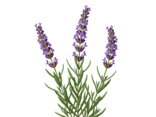 Obraz premium Lavender flowers in full bloom, serene and fragrant isolated on transparent background